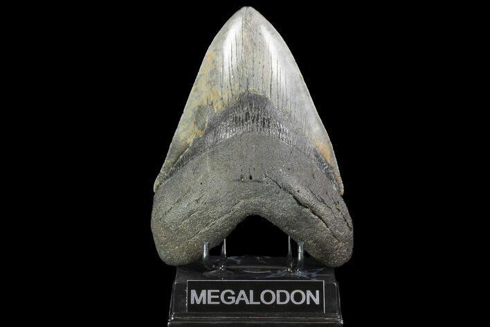 Fossil Megalodon Tooth - Absolutely Massive Tooth #99326